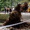 Woman 'Completely Immobilized' By Falling Central Park Tree Plans $200 Million Lawsuit